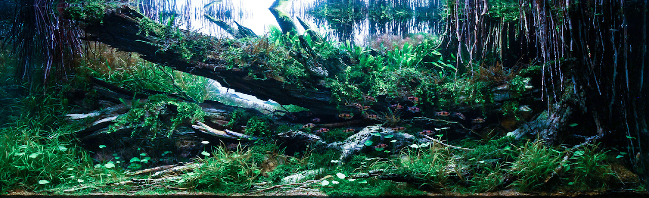 Underwater forest aquascape with fallen wood, dense vegetation, exposed roots, and fish along a riverbed.